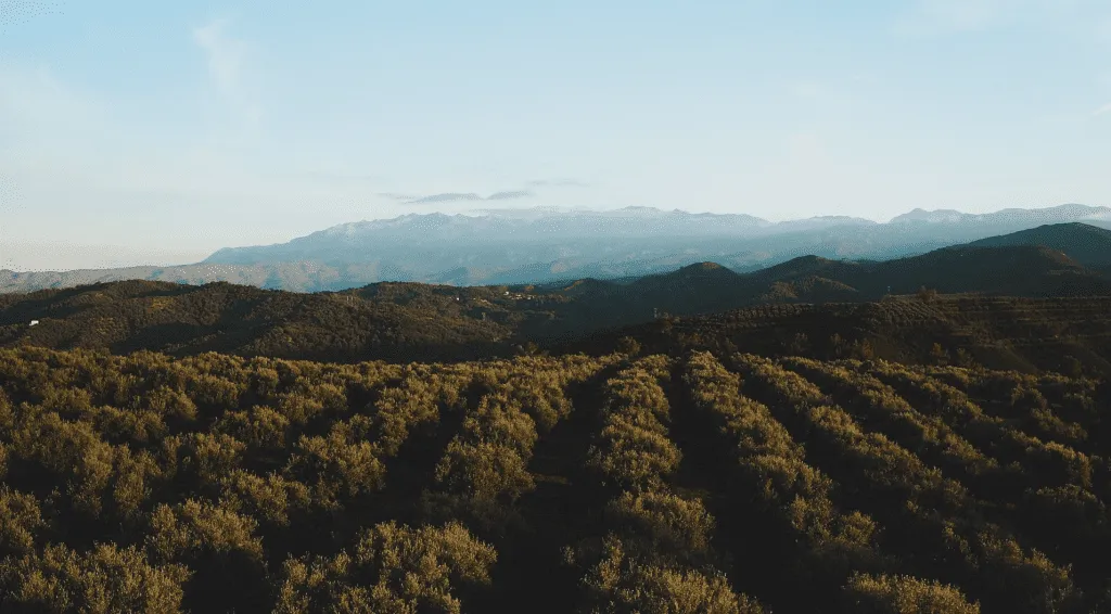 TRAVELLING TRENDS FOR 2025